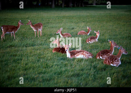 Troupeau de cerfs dans Phoenix Park, Dublin, Irlande Banque D'Images