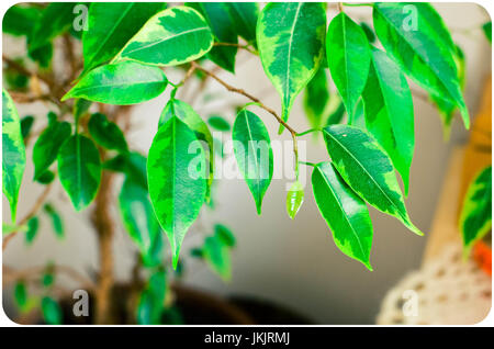 Résumé fond avec des feuilles vertes de Ficus sur l'arbre. Focus sélectif. Banque D'Images