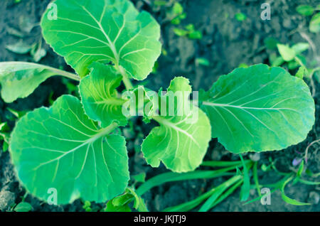 Jeune plant de chou vert croissant dans jardin Banque D'Images