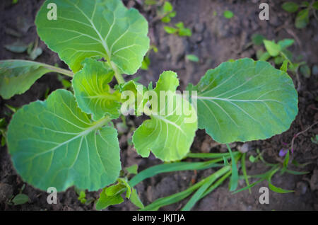 Jeune plant de chou vert croissant dans jardin Banque D'Images