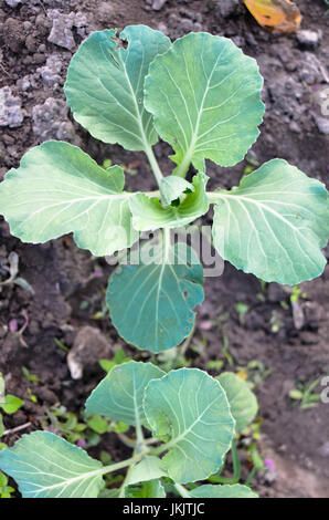 Jeune plant de chou vert croissant dans jardin Banque D'Images