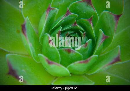 Libre de Sempervivum calcareum-houseleek green fleurs photo Banque D'Images