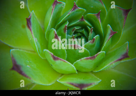 Libre de Sempervivum calcareum-houseleek green fleurs photo Banque D'Images