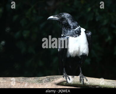 African Pied Crow (Corvus albus), un petit nid-de-Corbeau de taille moyenne originaire d'Afrique subsaharienne. Banque D'Images