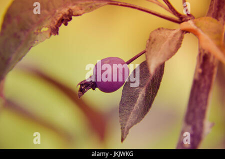 Le malus RedSentinel les pommes sont bonnes pour la gélatine et de la confiture. Ils sont très acide et ne peuvent pas être consommés crus. Banque D'Images