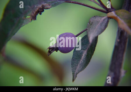 Le malus RedSentinel les pommes sont bonnes pour la gélatine et de la confiture. Ils sont très acide et ne peuvent pas être consommés crus. Banque D'Images