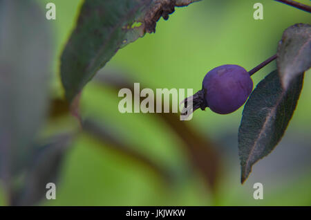 Le malus RedSentinel les pommes sont bonnes pour la gélatine et de la confiture. Ils sont très acide et ne peuvent pas être consommés crus. Banque D'Images