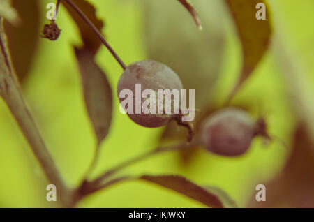 Le malus RedSentinel les pommes sont bonnes pour la gélatine et de la confiture. Ils sont très acide et ne peuvent pas être consommés crus. Banque D'Images