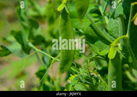 Pois mûrs prêts pour la cueillette des plantes closeup Banque D'Images