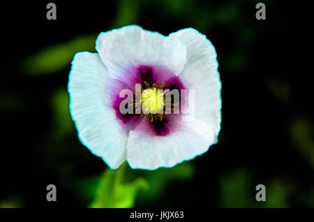 Gros plan du pavot blanc avec couleur violet au milieu, dans le milieu naturel Banque D'Images