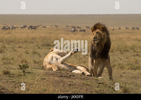 Suppression de lionne à l'homme après l'accouplement dans le Masai Mara au Kenya Banque D'Images