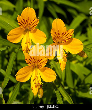 Groupe de couleurs des fleurs jaune or de l'Alstroemeria, péruvienne / Princess lily, contre l'arrière-plan de feuilles vert clair Banque D'Images