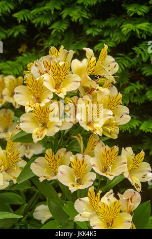 Grappe de fleurs jaune superbe l'Alstroemeria et feuilles vert clair / princess péruvienne - lily - contre l'arrière-plan de autres feuillage vert Banque D'Images