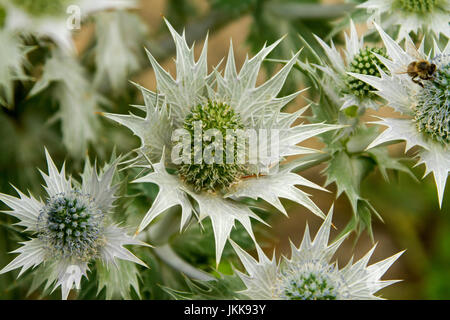 Grappe de fleurs vert entouré d'argent / blanc de bractées épineuses Eryngium giganteum, giant sea holly Banque D'Images