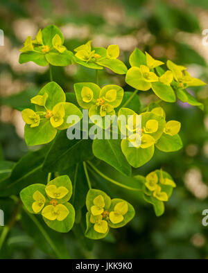 Grappe de fleurs jaune vif avec des bractées vert d'Euphorbia schilingii, Schillings, euphorbe plante herbacée Banque D'Images