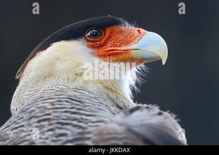 Chef d'un caracara huppé oiseau de proie en vue de profil Banque D'Images