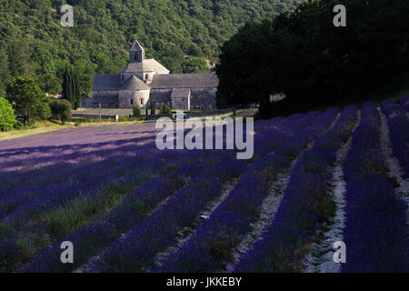 La récolte de lavande en face de l'Abbaye de Sénanque, Gordes, Vaucluse, Provence-Alpes-Côte d'Azur, France Banque D'Images