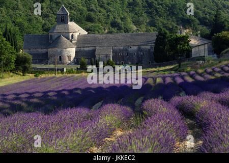 La récolte de lavande en face de l'Abbaye de Sénanque, Gordes, Vaucluse, Provence-Alpes-Côte d'Azur, France Banque D'Images