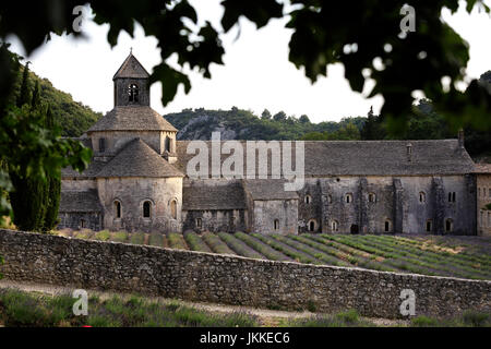 La récolte de lavande en face de l'Abbaye de Sénanque, Gordes, Vaucluse, Provence-Alpes-Côte d'Azur, France Banque D'Images