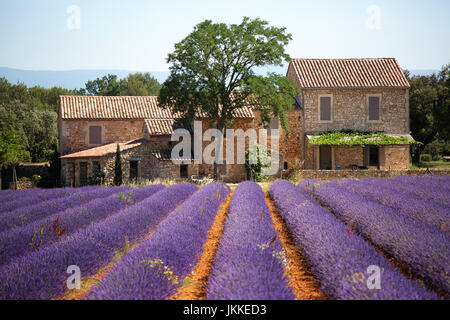 Un mas provençal traditionnel avec champ de lavande, Provence, France Banque D'Images