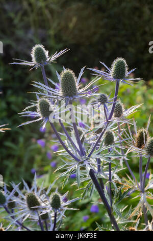 Tiges bleu et le soutien de bractées épineuses fleur rétro chefs d'Eryngium x 'zabelii' Ultra Forncett Banque D'Images
