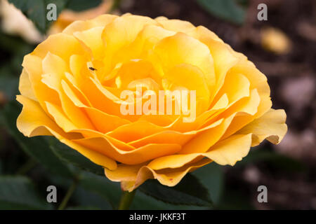 Fleur jaune d'or de la floribunda rose, Rosa 'Amber Queen' Banque D'Images