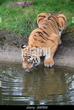 Tigre de l’amour Banque D'Images