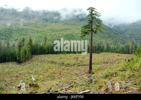 Un écologiste canadien Comité permanent à la base de 'gros' Lonely Doug, un immense sapin dans une coupe à blanc, près de Port Renfrew (Colombie-Britannique), Canada. Banque D'Images