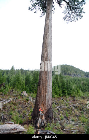 Un écologiste canadien Comité permanent à la base de 'gros' Lonely Doug, un immense sapin dans une coupe à blanc, près de Port Renfrew (Colombie-Britannique), Canada. Banque D'Images