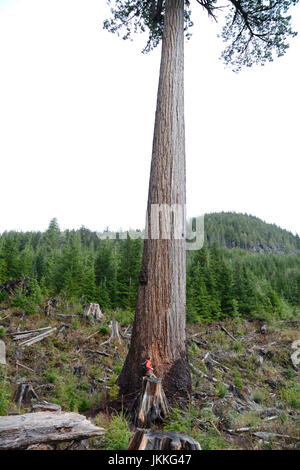 Un écologiste canadien Comité permanent à la base de 'gros' Lonely Doug, un immense sapin dans une coupe à blanc, près de Port Renfrew (Colombie-Britannique), Canada. Banque D'Images