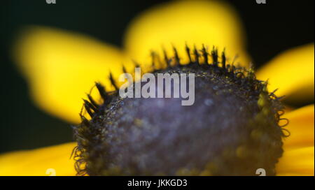 Rudbeckia jaune fleur dans le fond du jardin Banque D'Images