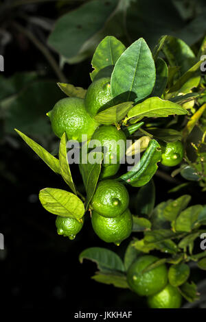 Vert lime multiples agrumes sur un arbre à la fraîche avec quelques gouttes de pluie Banque D'Images