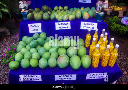 Variété de mangue fruits exposés avec leurs noms respectifs Banque D'Images