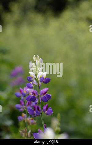 Lupin, bleu galerie avec un arrière-plan flou et flou de fond dans le nord-ouest de l'angleterre Banque D'Images