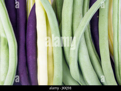 Tas de haricots récoltés violet, vert et jaune Wax Haricots Banque D'Images