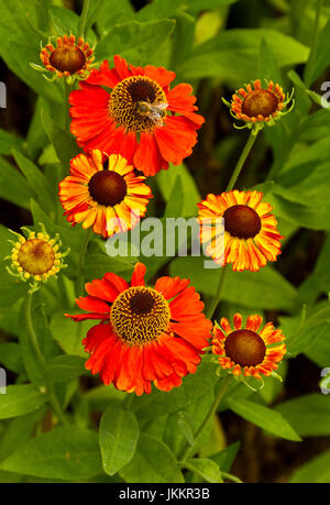 Grappe de fleurs rouge / orange vif d'Helenium 'Mardi Gras' sur un fond de feuillage vert Banque D'Images