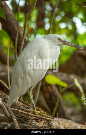 Récifs du Pacifique, Heron Egretta sacra sur Green Island, Queensland, Australie Banque D'Images