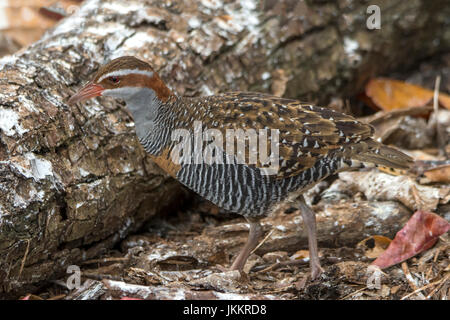 Buff-banded Rail, Gallirallus philippensis sur Green Island, Queensland, Australie Banque D'Images