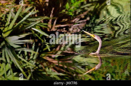 L'anhinga glisse gracieusement le long de la ligne d'eau dans les Everglades de Floride. Anhingas sont à la fois gracieuse et habile nageur. Banque D'Images