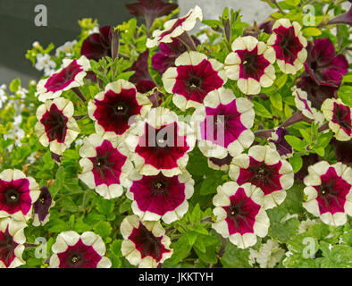 Groupe d'inhabituel et de superbes fleurs pétunia rouge foncé avec les bords des pétales ourlés avec crème et blanc et sur fond de feuilles vertes Banque D'Images