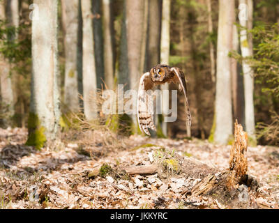 Portrait de long-eared Owl Asio otus en vol - otus Banque D'Images