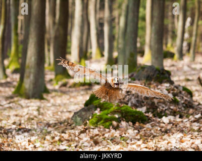 Portrait of long-eared Owl avec ailes spreaded out - asio otus Banque D'Images