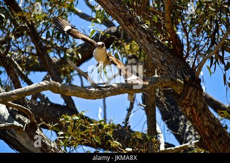 Kookaburra parent décollant d'un arbre, laissant son chick Banque D'Images