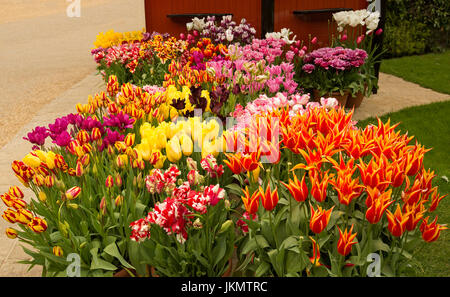 L'affichage spectaculaire de tulipes plantées avec une rare & fleurs spectaculaires, rose double striée de blanc, jaune, orange teinté de rouge, d'or Banque D'Images