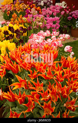 L'affichage spectaculaire de tulipes plantées avec une rare & fleurs spectaculaires de rayures blanches, rose foncé, rouge, jaune, orange teinté avec de l'or Banque D'Images