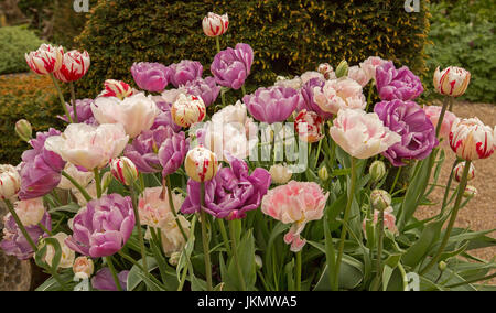Tulipes plantées en masse avec une rare et spectaculaire - fleurs doubles rose, violet et blanc, dans un jardin anglais Banque D'Images