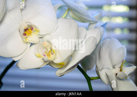 Gros plan du blooming white moth orchid ou Phalaenopsis avec bokeh Banque D'Images