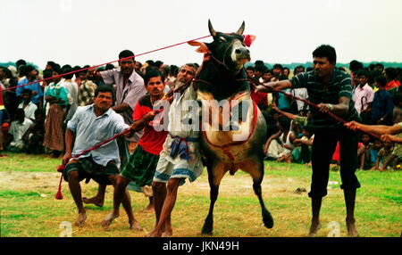 Corrida EST L'UNE DES jeu passionnant et intéressant à BIL ET ZONE HAOR DE BANGLADESH RURAL PENDANT DES CENTAINES D'ANNÉES QUI A LIEU en saison sèche. Banque D'Images