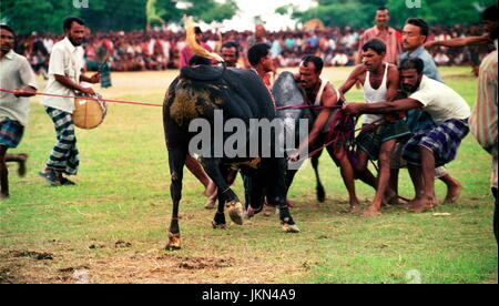 Corrida EST L'UNE DES jeu passionnant et intéressant à BIL ET ZONE HAOR DE BANGLADESH RURAL PENDANT DES CENTAINES D'ANNÉES QUI A LIEU en saison sèche. Banque D'Images