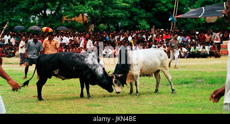 Corrida EST L'UNE DES jeu passionnant et intéressant à BIL ET ZONE HAOR DE BANGLADESH RURAL PENDANT DES CENTAINES D'ANNÉES QUI A LIEU en saison sèche. Banque D'Images